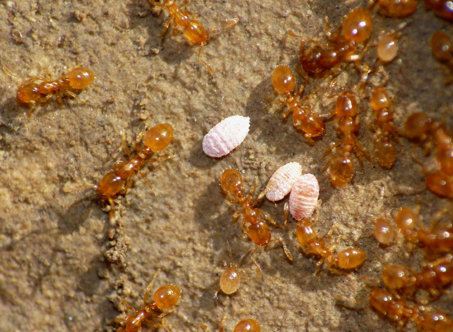 Acari (Mesostigmata) ospiti delle formiche Solenopsis